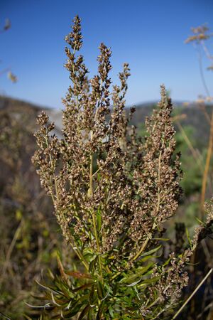 Two Eryngium monocephalum, Beautiful dry thistle bloom plant on volcano, dry, climate, mountain range, summit, macro close up, foreground, background mountainsの写真素材