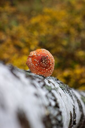 Mushroom fly agaric lies next to the trunk of a birch tree in the forestの写真素材