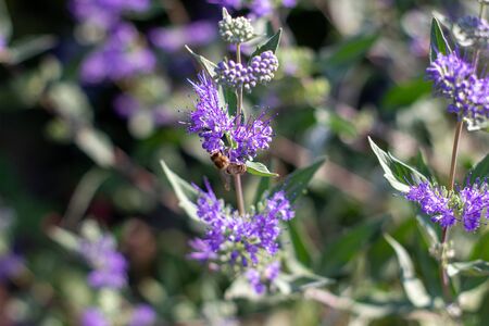 A close up of a bush of attractive dense purple flowers.の写真素材