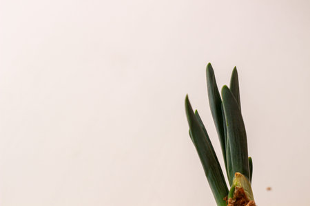 Green onion with root in a glass on a white background.