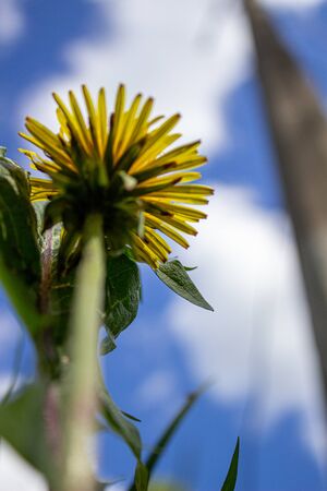 Yellow dandelions against a blue sky close-upの写真素材