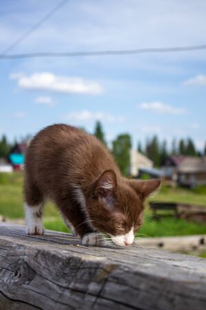 Brown kitten sitting on a log, in nature in clear weatherの写真素材