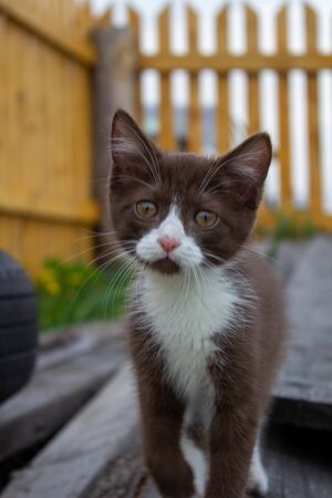Brown kitten sitting on a log, in nature in clear weatherの写真素材