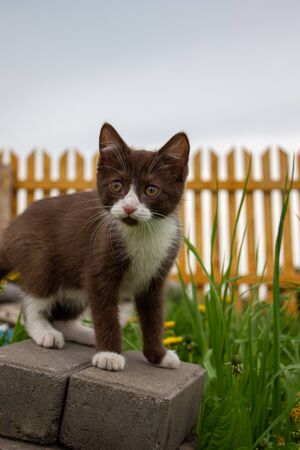 Brown kitten sitting on a log, in nature in clear weatherの写真素材