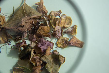 Dry leaves of a flower on a light background through a magnifying glass. Herbarium.の写真素材