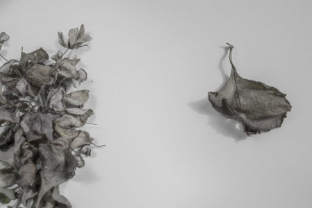 Dry flower leaves on a light background. Herbarium.の写真素材
