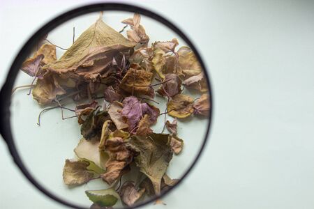 Dry leaves of a flower on a light background through a magnifying glass. Herbarium.の写真素材