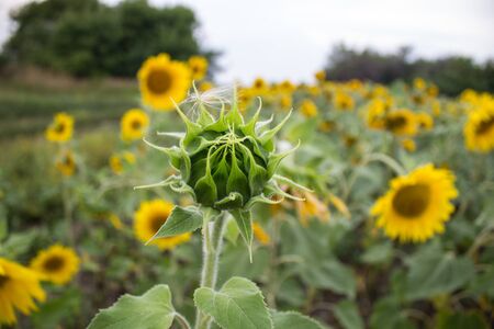 Close-up of long yellow petals of a blooming sunflower against the background of a field with sunflowersの写真素材