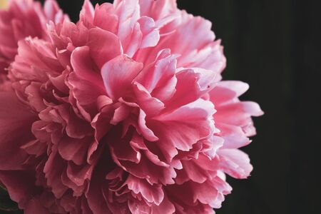The peony bud with dew drops. Pink flower with water drops.の写真素材