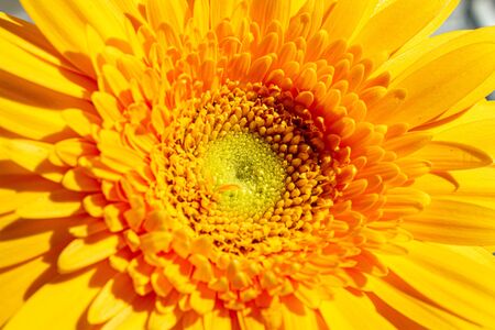 Large yellow gerbera close up on an isolated background.の写真素材