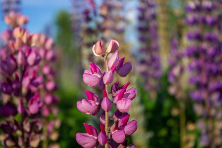 Lupine flowers in the open air, on the field, close-up. Lupine field with pink purple and blue flowersの写真素材
