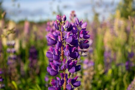 Lupine flowers in the open air, on the field, close-up. Lupine field with pink purple and blue flowersの写真素材