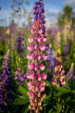Lupine flowers in the open air, on the field, close-up. Lupine field with pink purple and blue flowersの写真素材