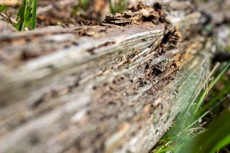 A dry log in the grass, on which large ants crawl. Rotten, old log. Dry dirt on an old log.