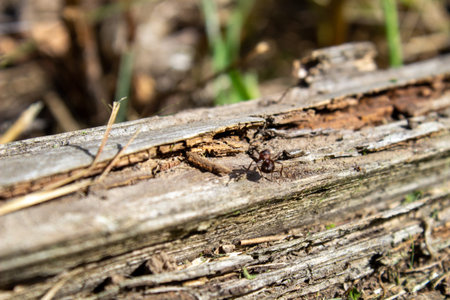A dry log in the grass, on which large ants crawl. Rotten, old log. Dry dirt on an old log.