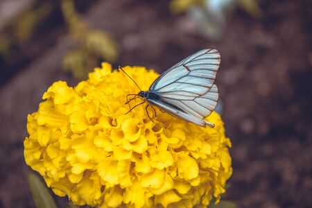 Hawthorn butterfly on a yellow flower. Hawthorn butterfly on a yellow flower. Close up. Nature Of Siberia, Russiaの写真素材