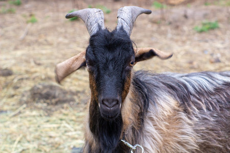 A goat with horns in the home paddock looks at the camera