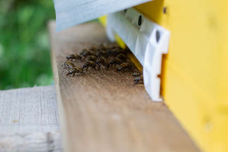 Wooden beehive and bees. bees flying back in hive after an intense harvest periodの写真素材