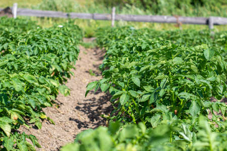 Green field of potato crops in a row. Agriculture. Growing of potato.の写真素材