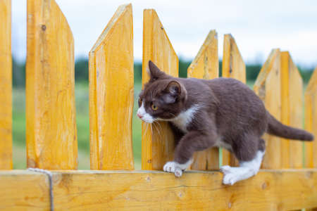 Summer portrait of a cat walking along a wooden fence on a background of nature. A brown and white kitten walks along a wooden fence. A cat named Busia. 3の写真素材