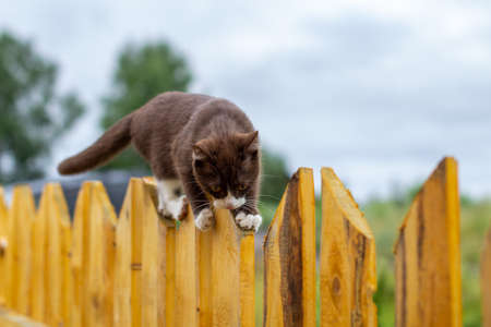 Summer portrait of a cat walking along a wooden fence on a background of nature. A brown and white kitten walks along a wooden fence. A cat named Busia. 8の写真素材