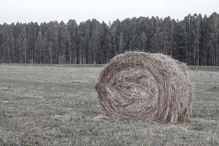 Round bale of yellow hay in the field. Harvesting hay for the household.の写真素材