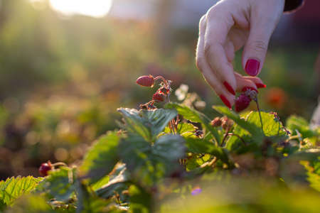 A woman's hand plucks a strawberry from the garden.の写真素材