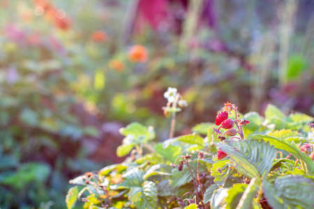 Red, ripe, juicy strawberries in the garden. Berry flowersの写真素材