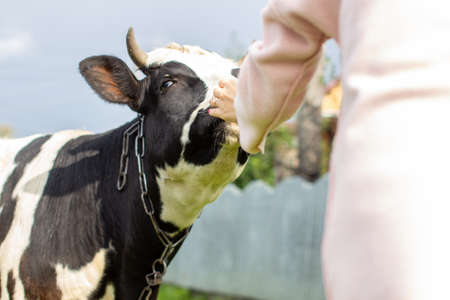 A woman strokes a colorful cow near the house. A cow that gives milk. Agricultural industry. Life in theの写真素材