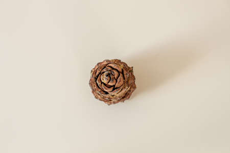 Pine cone with nuts on a white background. High quality photoの写真素材