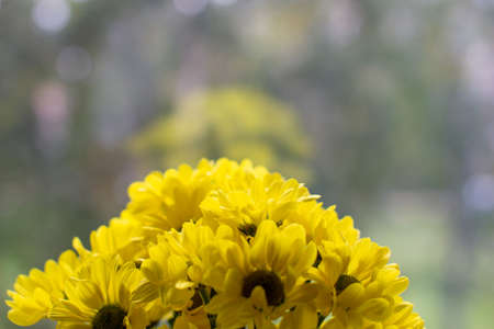 Yellow chrysanthemums in a bouquet on a different background. High quality photoの写真素材