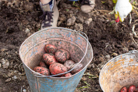 Digging potatoes in the garden. Collected potatoes in a bucket. Time of harvest, planting potatoes. Family farmers. Seasonal work.の写真素材
