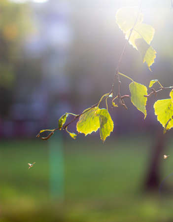 Yellow and green autumn birch leaves on a twig against the sunの写真素材