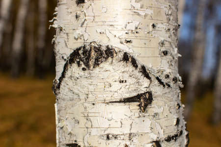 Bark of a birch tree backdrop close up, background from natural material, white crust with black stripes. Autumn forest.の写真素材