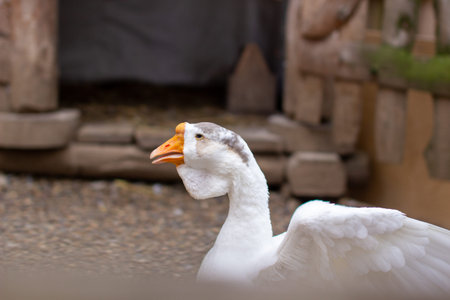 The head of a white goose in a wooden pen. Breeding geese. Homemaking.