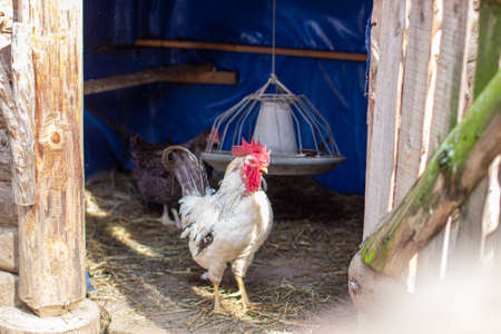 A white rooster with a red crest in a wooden pen. Breeding chickens. Homemaking.の写真素材