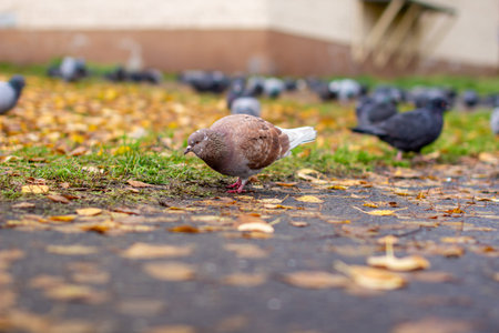 Beautiful pigeon brown and white coloring on asphalt in urban environment in autumn. Autumn leave.