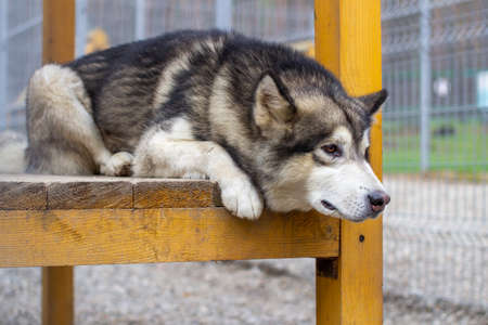 A beautiful and kind Alaskan Malamute shepherd sits in an enclosure behind bars and looks with intelligent eyes. Indoor aviary.の写真素材