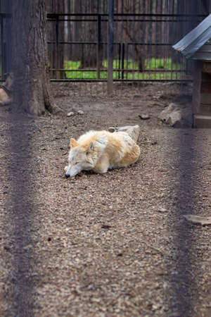 An adult white or polar wolf sleeps in the daytime behind bars. A wolf in a large cage with bars.の写真素材