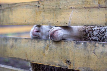 A man feeds white sheep over a fence. Sheep poke their heads throughの写真素材