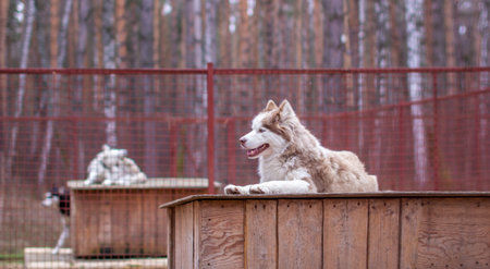 Siberian husky dog lying on a wooden house. The dog is lying, bored and resting. High quality photoの写真素材