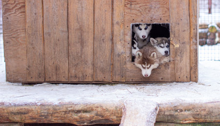 Beautiful Siberian Husky puppies in the kennel, in the open-air cage, in winter. The dogs lie in the booth with their heads out.の写真素材