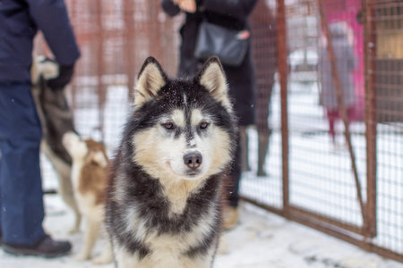 Siberian husky is kept in a kennel, in an aviary. The dog looks at the camera .. High quality photo