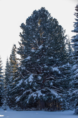 Winter road in a snowy forest, tall trees along the road. There is a lot of snow on the trees....