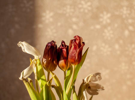 Flowers tulips at home in the warm rays of the winter sun. Beautiful decor and greeting card.の写真素材