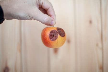 Close-up of a human hand holding a slightly degraded apple, isolated on a white background with a copy space. Biofruits tend to rot faster than bio-modified ones. The concept of healthy organic food.の写真素材