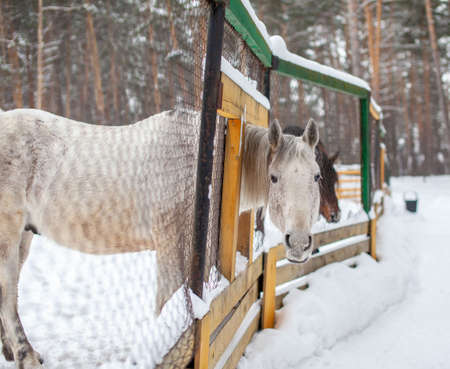 A woman feeds a horse in the zoo in winter. The horse has poked its head through the fence and is eatingの写真素材