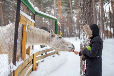 A woman feeds a horse in the zoo in winter. The horse has poked its head through the fence and is eatingの写真素材