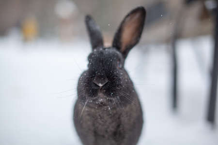 Beautiful, fluffy black rabbit in winter in the park. The rabbit sits waiting for food.の写真素材
