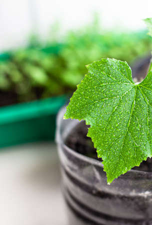 Seedlings of cucumbers in pots near the window, a green leaf close-upの写真素材